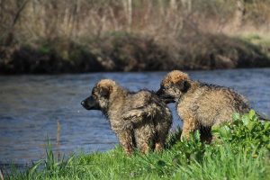 comme-chiens-et-loups 159