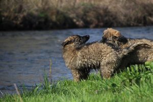 comme-chiens-et-loups 160