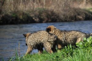 comme-chiens-et-loups 161