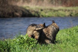 comme-chiens-et-loups 163