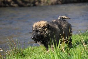 comme-chiens-et-loups 168