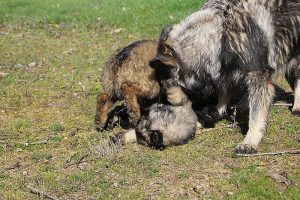 comme-chiens-et-loups 178