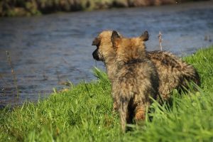 comme-chiens-et-loups 180