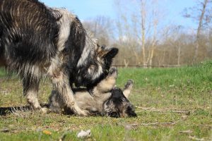 comme-chiens-et-loups 187