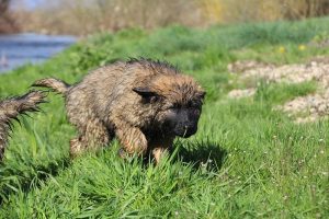 comme-chiens-et-loups 187