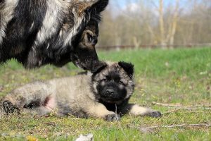 comme-chiens-et-loups 190