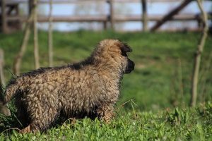 comme-chiens-et-loups 190