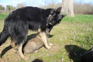 comme-chiens-et-loups 191