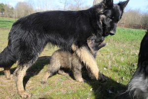 comme-chiens-et-loups 192