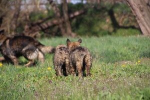 comme-chiens-et-loups 195