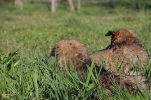 comme-chiens-et-loups 202