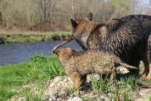 comme-chiens-et-loups 209