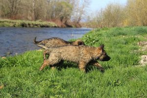 comme-chiens-et-loups 218