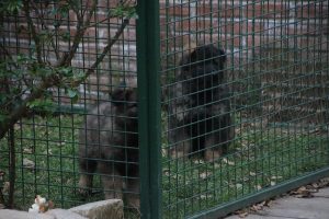 comme-chiens-et-loups 635