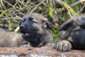 comme-chiens-et-loups 670