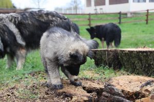 comme-chiens-et-loups 696