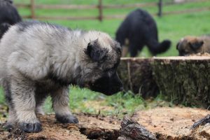 comme-chiens-et-loups 698