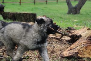 comme-chiens-et-loups 708