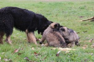 comme-chiens-et-loups 754