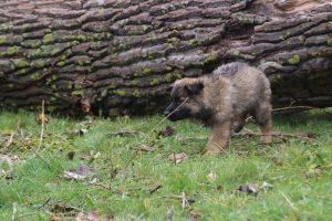 comme-chiens-et-loups 767