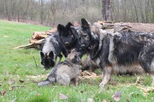 comme-chiens-et-loups 775