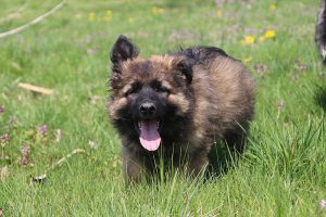 comme chiens et loups 009