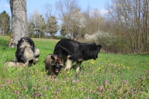 comme chiens et loups 017