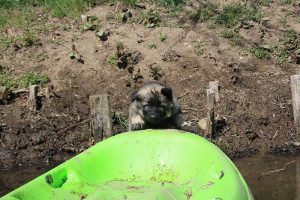 comme-chiens-et-loups 024