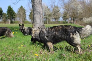 comme chiens et loups 032