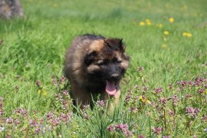 comme chiens et loups 033