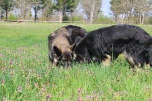 comme chiens et loups 036