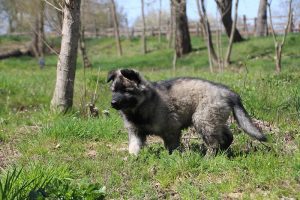 comme-chiens-et-loups 037