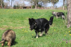 comme chiens et loups 041