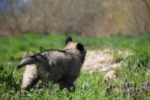 comme-chiens-et-loups 044