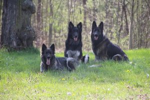 comme chiens et loups 046