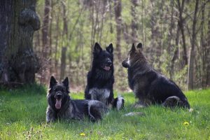 comme chiens et loups 047