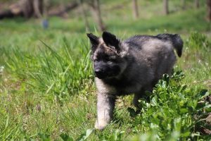 comme-chiens-et-loups 049