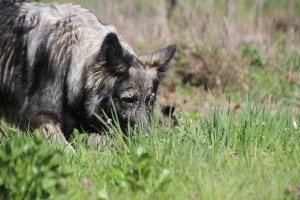 comme-chiens-et-loups 052