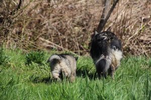 comme-chiens-et-loups 054