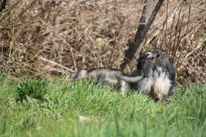 comme-chiens-et-loups 056