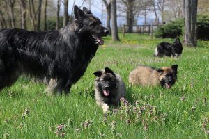 comme chiens et loups 059