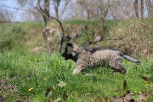 comme-chiens-et-loups 071