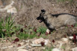 comme-chiens-et-loups 076