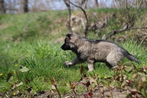 comme-chiens-et-loups 078