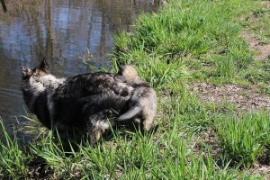 comme-chiens-et-loups 088