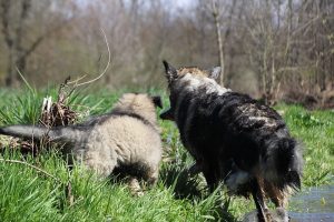 comme-chiens-et-loups 134