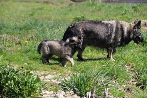 comme-chiens-et-loups 136