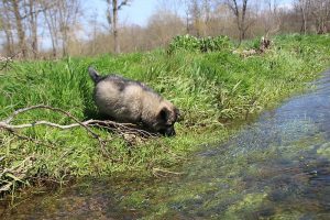 comme-chiens-et-loups 141