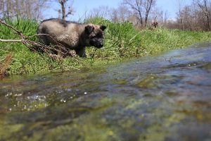 comme-chiens-et-loups 142