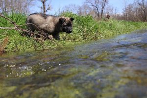 comme-chiens-et-loups 142